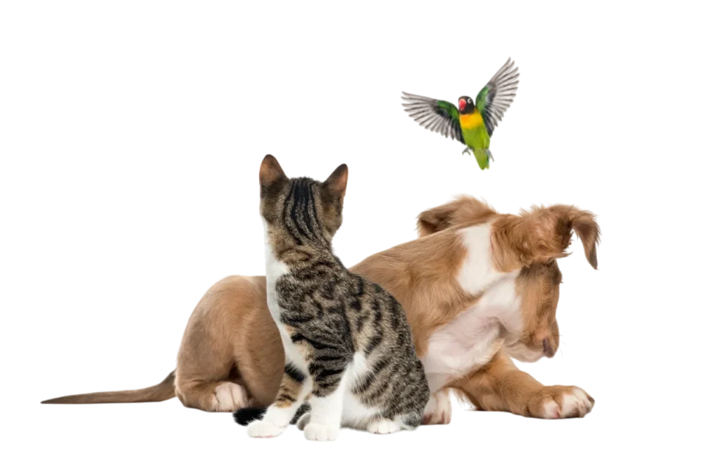 Vadi Veteriner Kliniği | Ankara Çankaya Veteriner Kliniği | Ankara Çankaya Acil Veteriner Kliniği | Ankara Çankaya Aşılama | Ankara Çankaya Cerrahi Müdahale | Ankara Çankaya Pet Yoğun Bakım | Ankara Çankaya Kısırlaştırma | Ankara Çankaya Pet Kuaför | Ankara Çankaya Kedi Traşı | Ankara Çankaya Köpek Traşı | Ankara Çankaya Pet Aksesuar